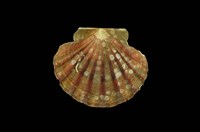 藏品(白碟海扇蛤)的圖片